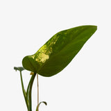 Philodendron 'Whipple Way' Sport