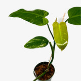 Philodendron 'Whipple Way' Sport