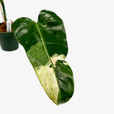 Philodendron 'Whipple Way' Sport