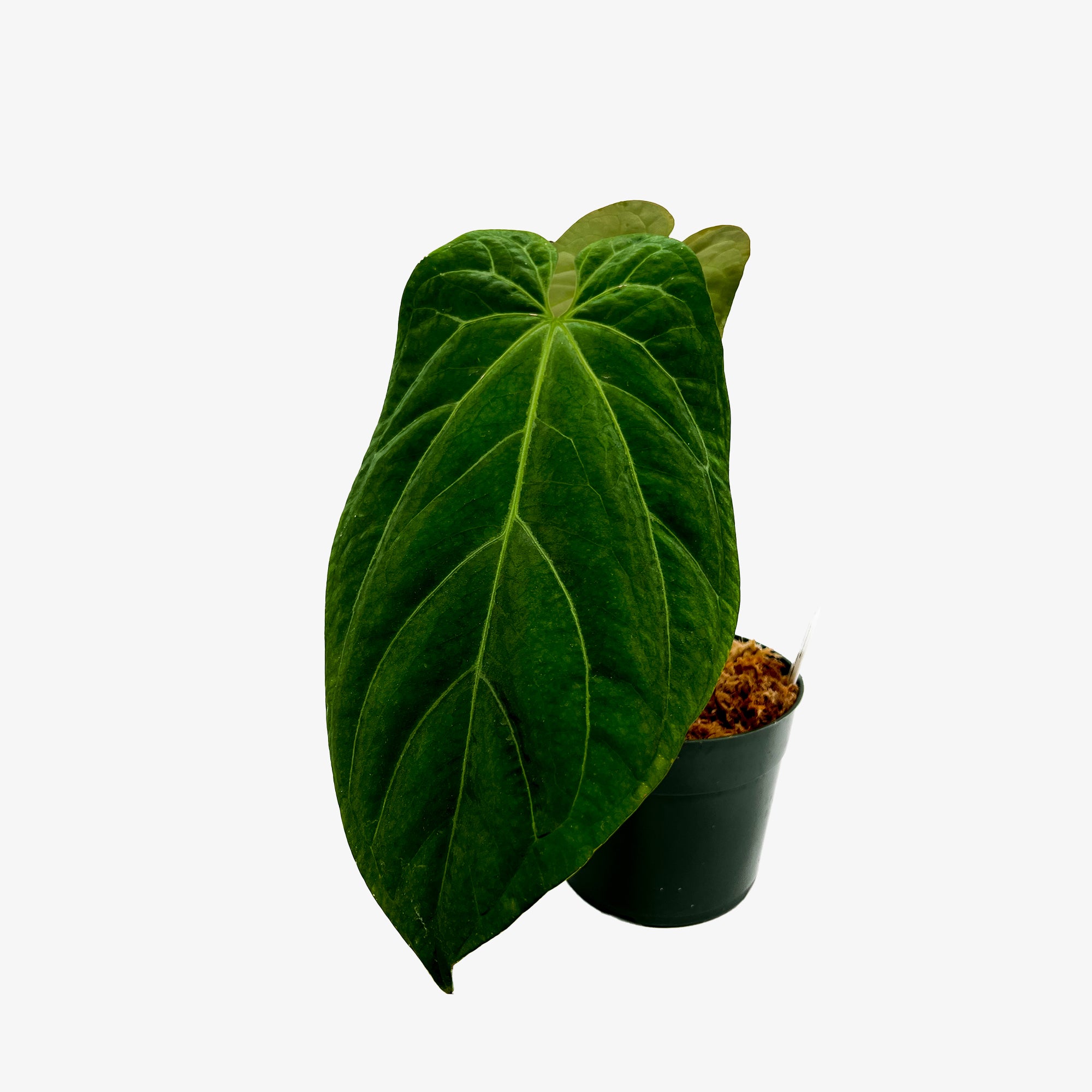 anthurium dark night Anthurium Wuhoo's First Night – Safa Plant Co