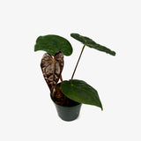Anthurium Carlablackiae x Luxurians