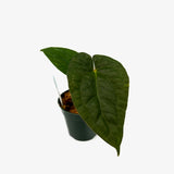 Anthurium Carlablackiae x Luxurians