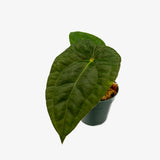 Anthurium Carlablackiae x Luxurians
