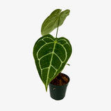 Anthurium Crystal Hope x Papi Mag