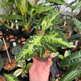 Aglaonema Pictum Tricolor