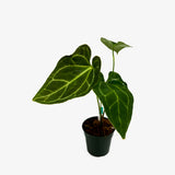 Anthurium Papi Mag x Crystallinum