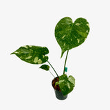 Monstera Deliciosa 'Thai Constellation'
