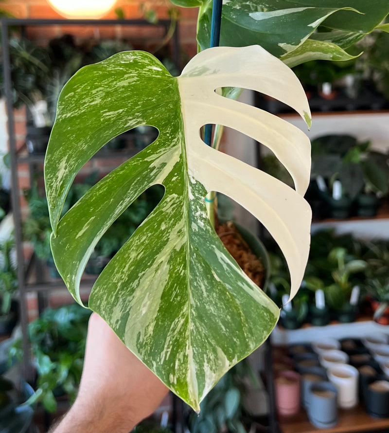 monstera plant cuttings Monstera Albo Cuttings