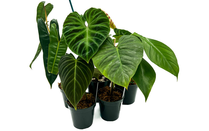monstera sierrana for sale Monstera Deliciosa Var. Sierrana – Safa Plant Co