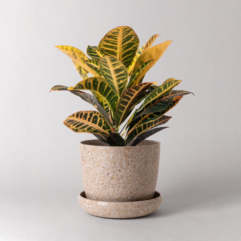 rice plant in pot Rice Husk Planter – Safa Plant Co