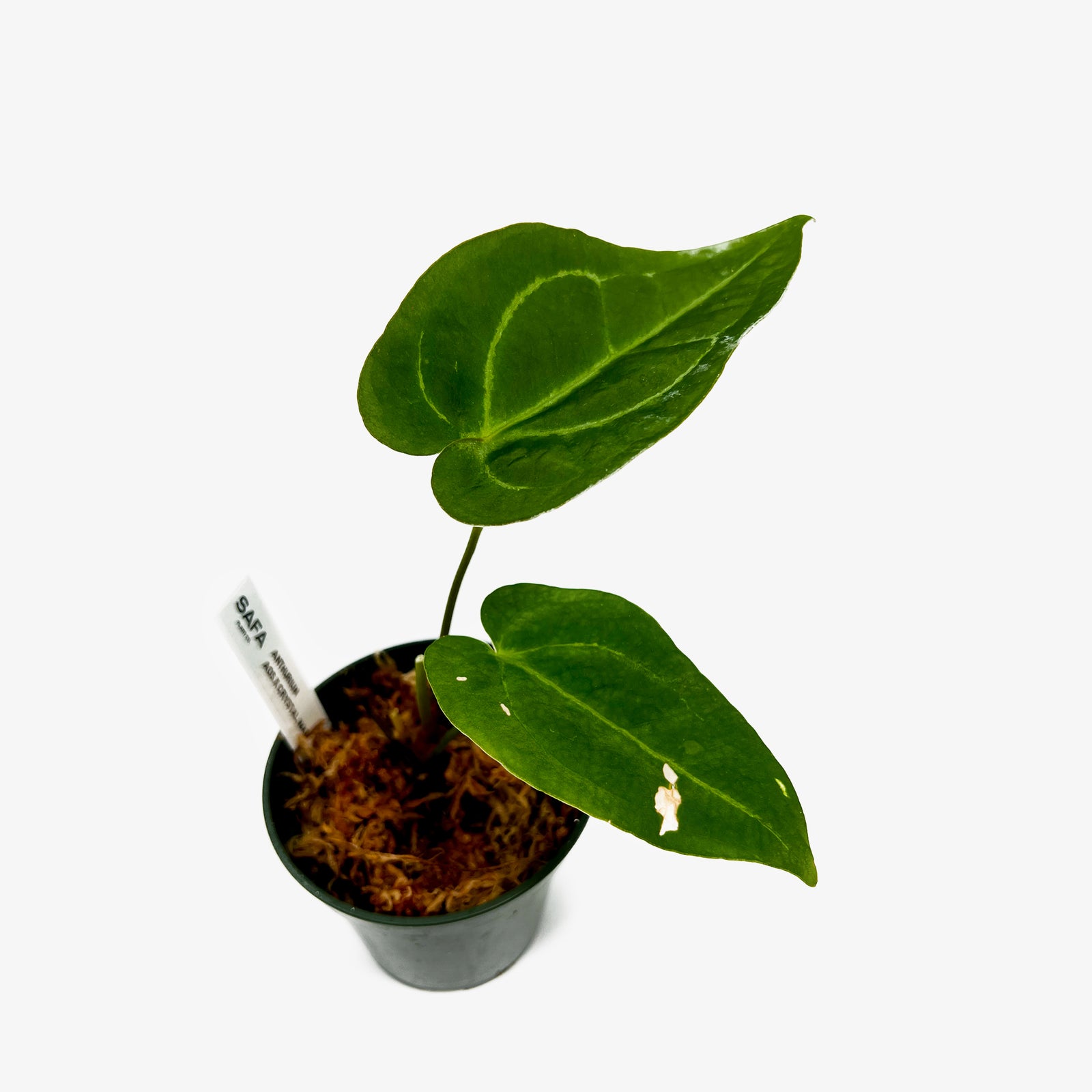 AOSCMAG2_1600x.jpg?v=1674514591