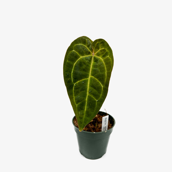 Anthurium AOS x Crystallinum – Safa Plant Co
