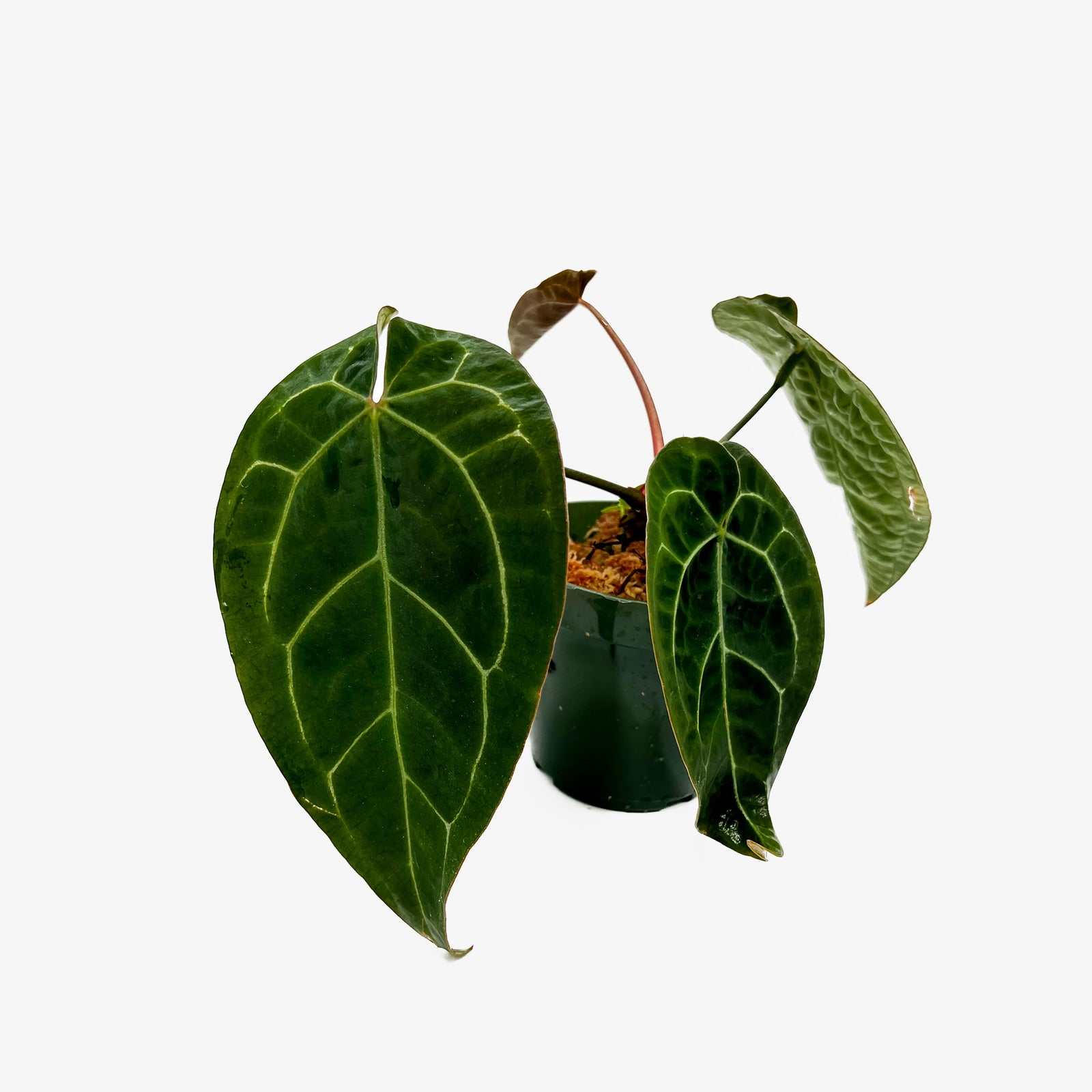 Anthurium AOS x Crystallinum – Safa Plant Co