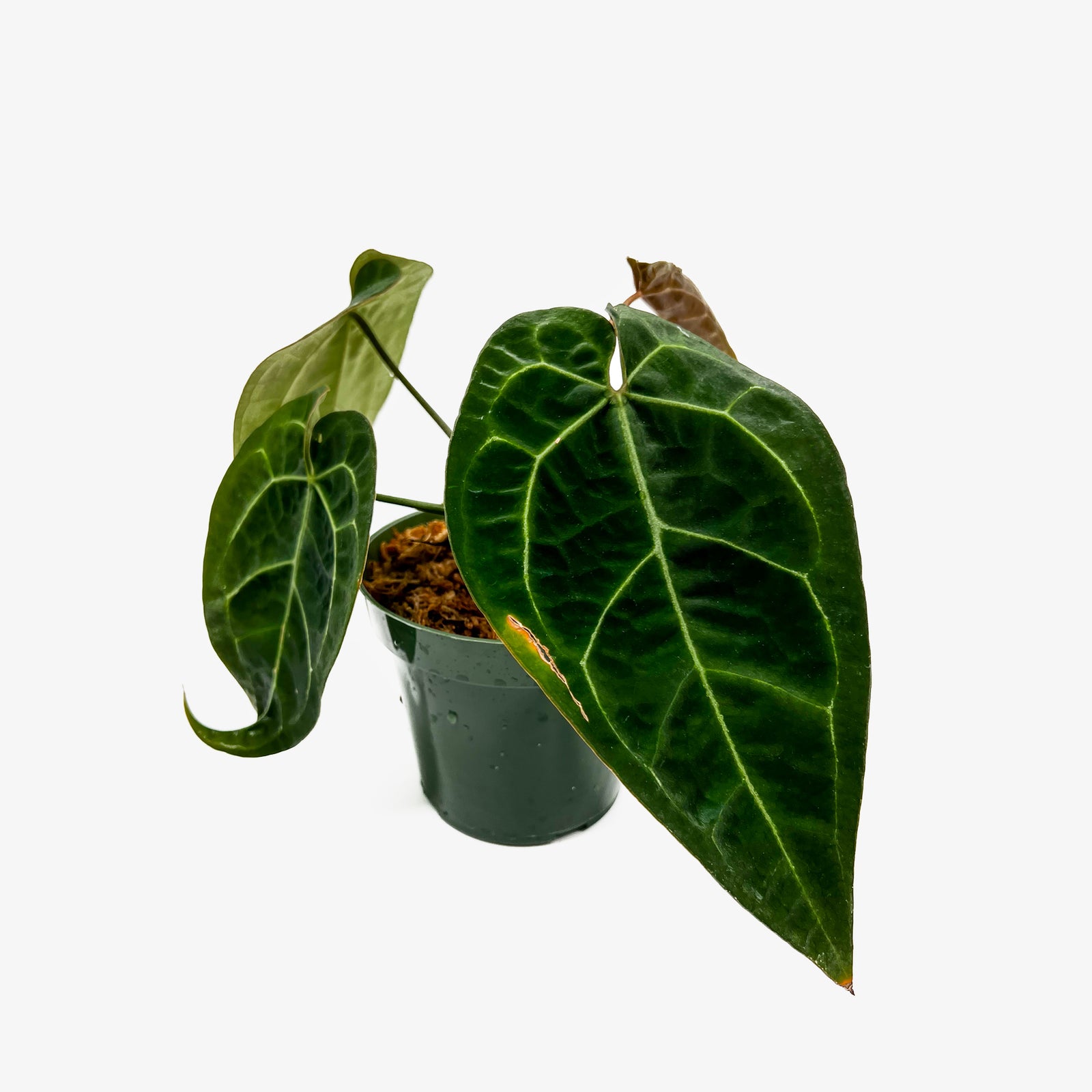 anthurium aos Anthurium AOS x Crystallinum – Safa Plant Co