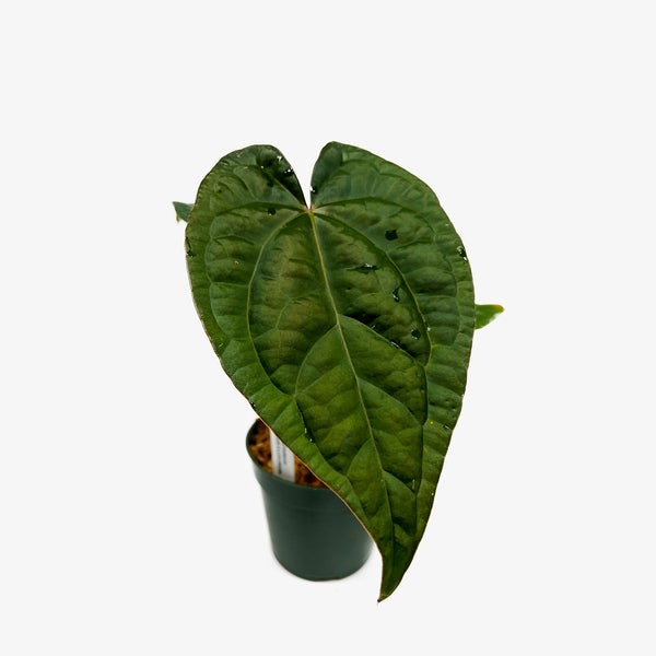 Anthurium AOS x Luxurians – Safa Plant Co
