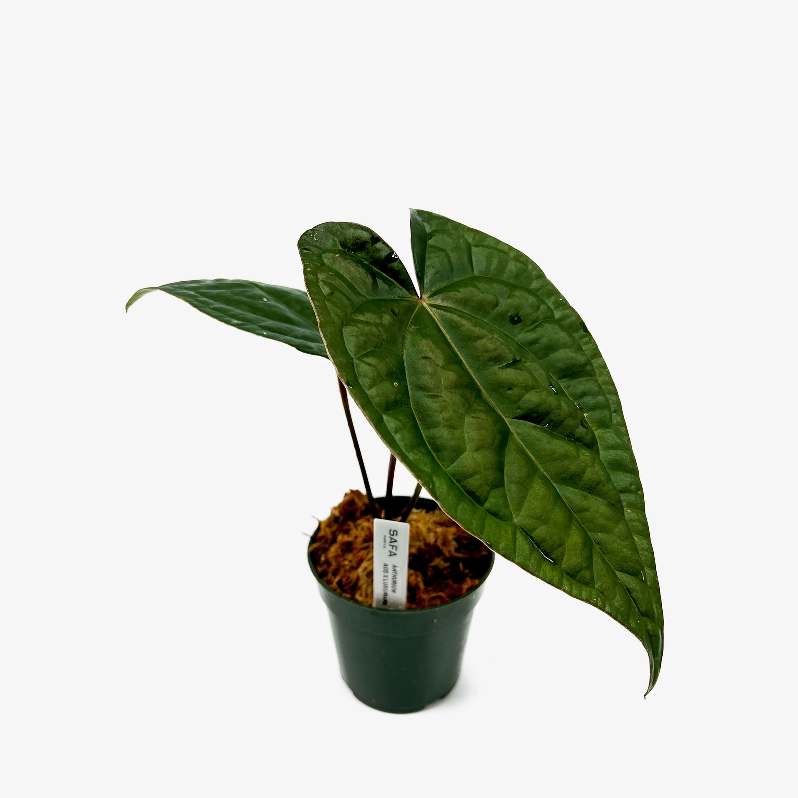 aos anthurium Anthurium AOS x Luxurians – Safa Plant Co
