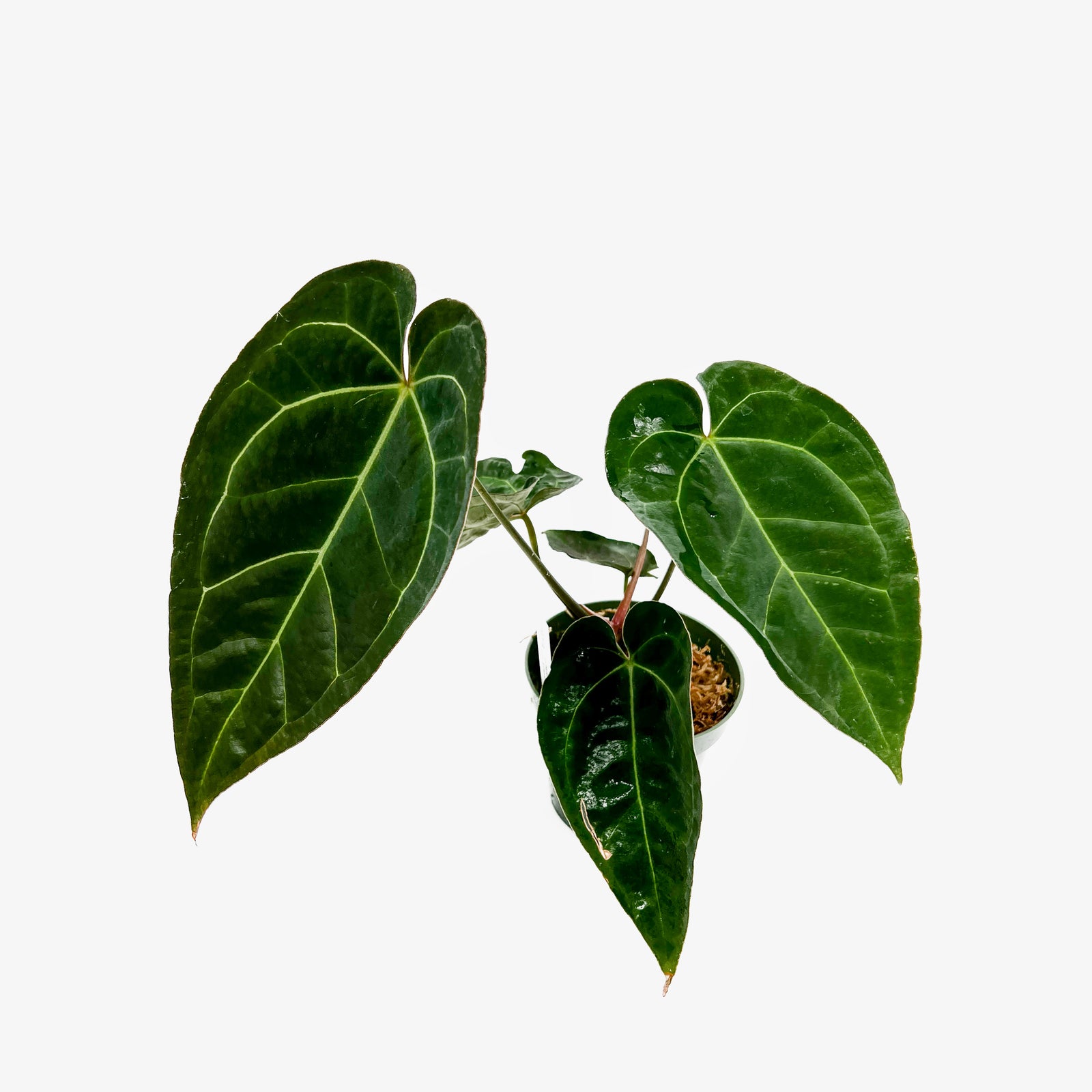 Anthurium AOS x Red Crystallinum実生株 MonsteraX Marketplace | Anthurium red crystallinum x aos x