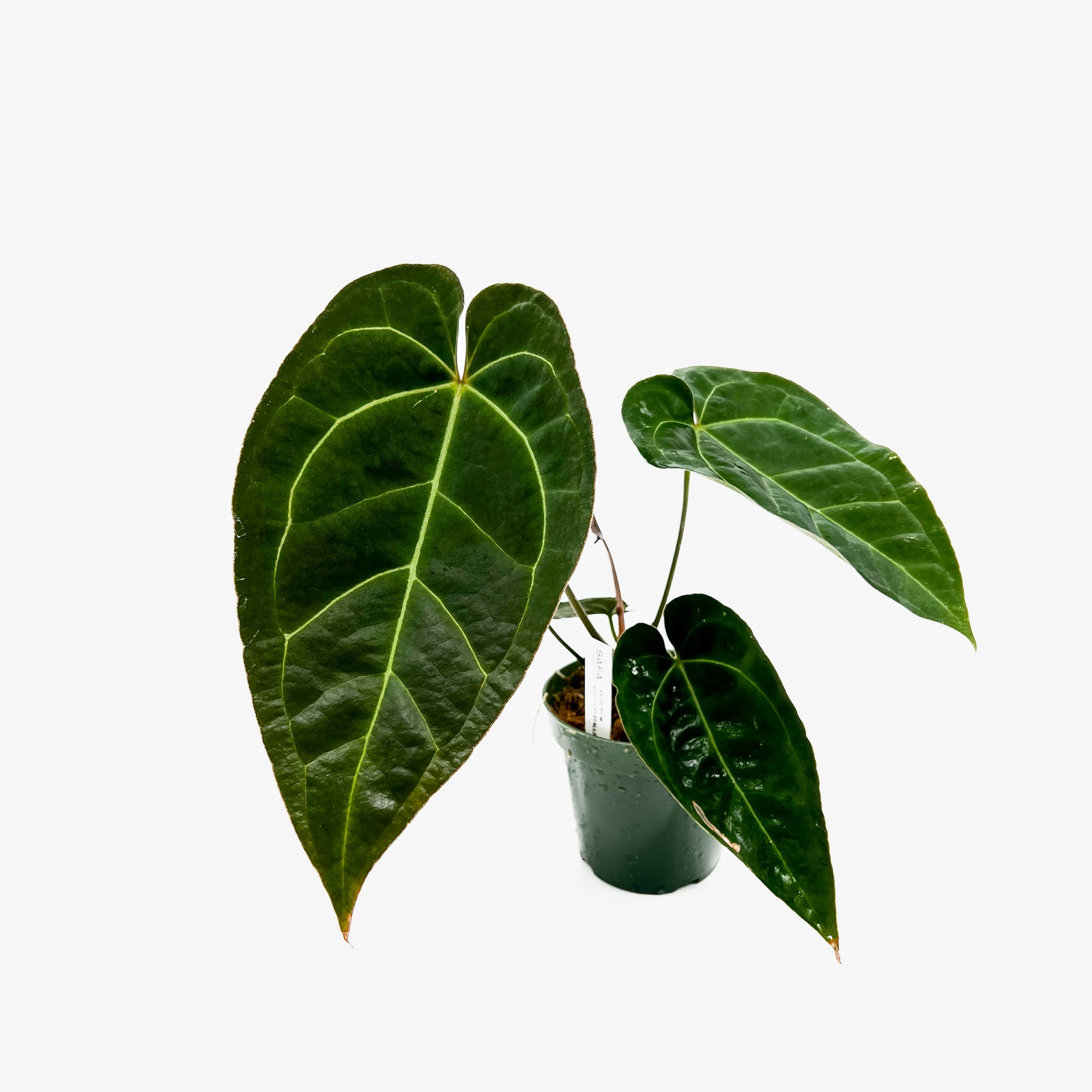 Anthurium AOS x Crystallinum – Safa Plant Co