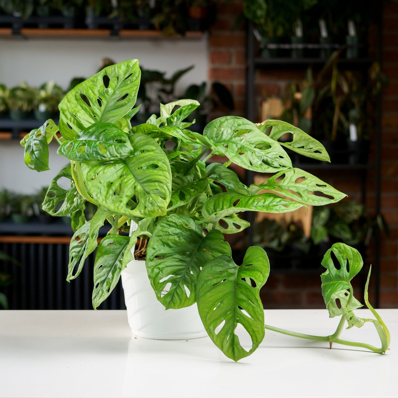 monstera adansonii riego Monstera Adansonii Wide Form – Safa Plant Co