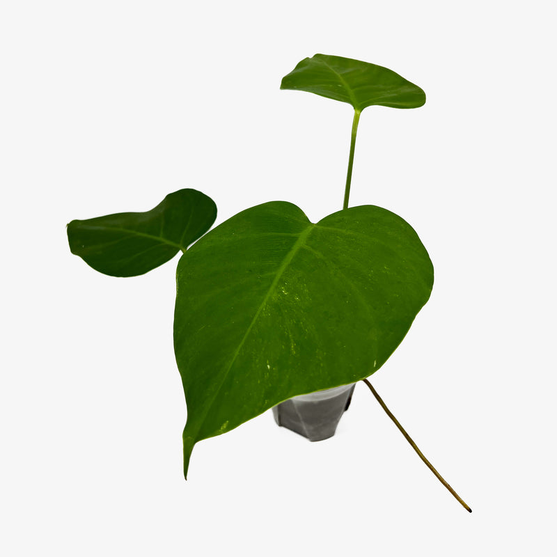 philodendron borsigiana Monstera Borsigiana 'Albo'