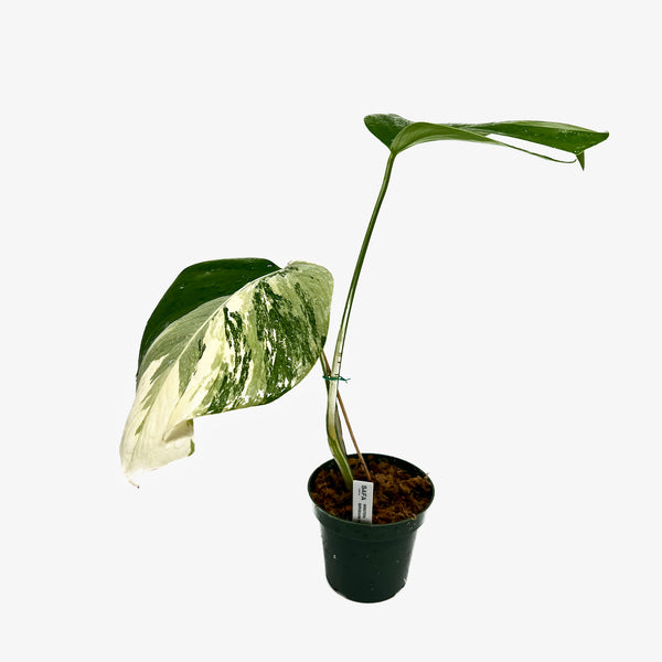 Monstera Borsigiana 'Albo'