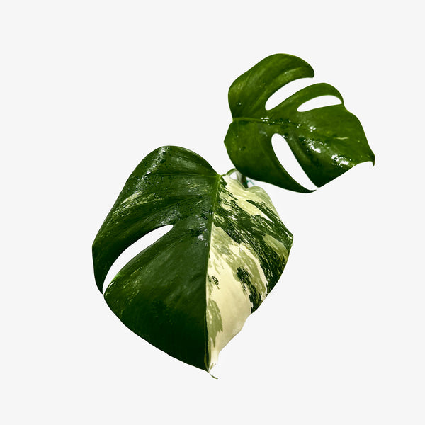 Monstera Borsigiana 'Albo'