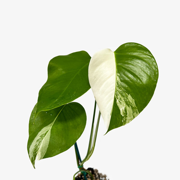 Monstera Borsigiana 'Albo'