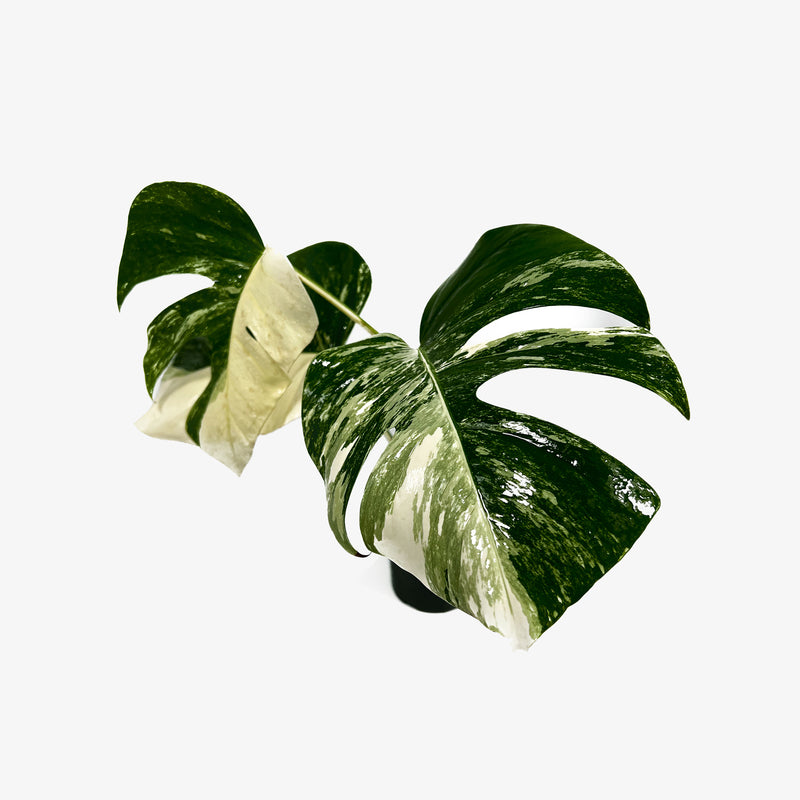 cutting monstera albo Monstera Borsigiana 'Albo'