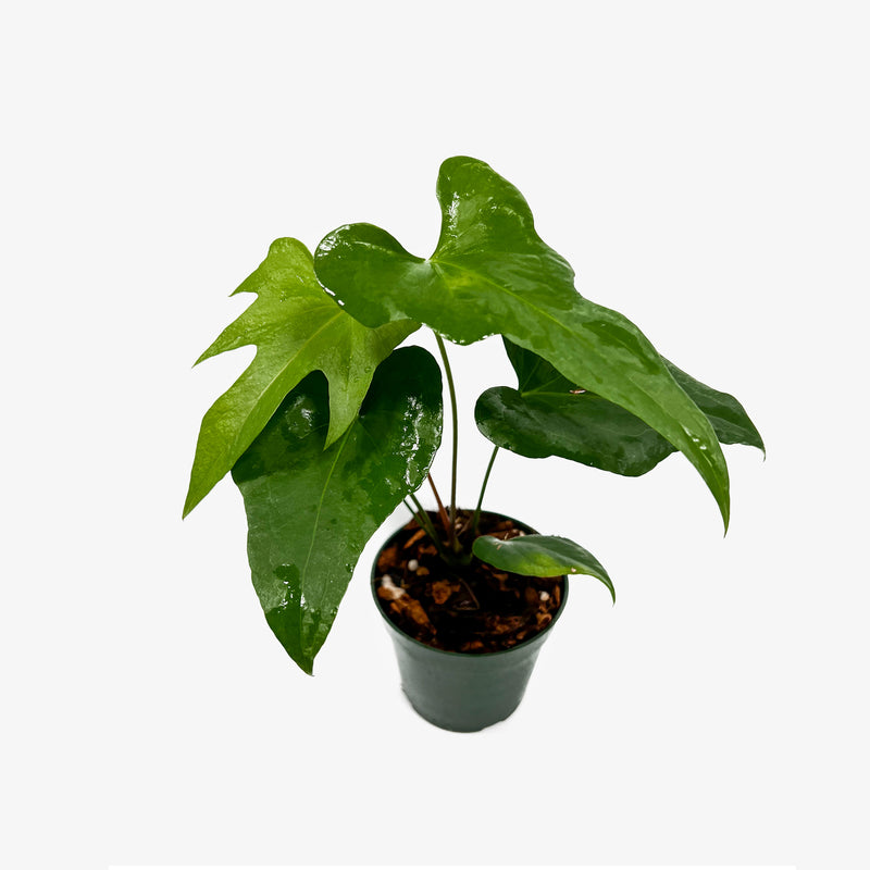 anthurium podophyllum for sale Anthurium Podophyllum