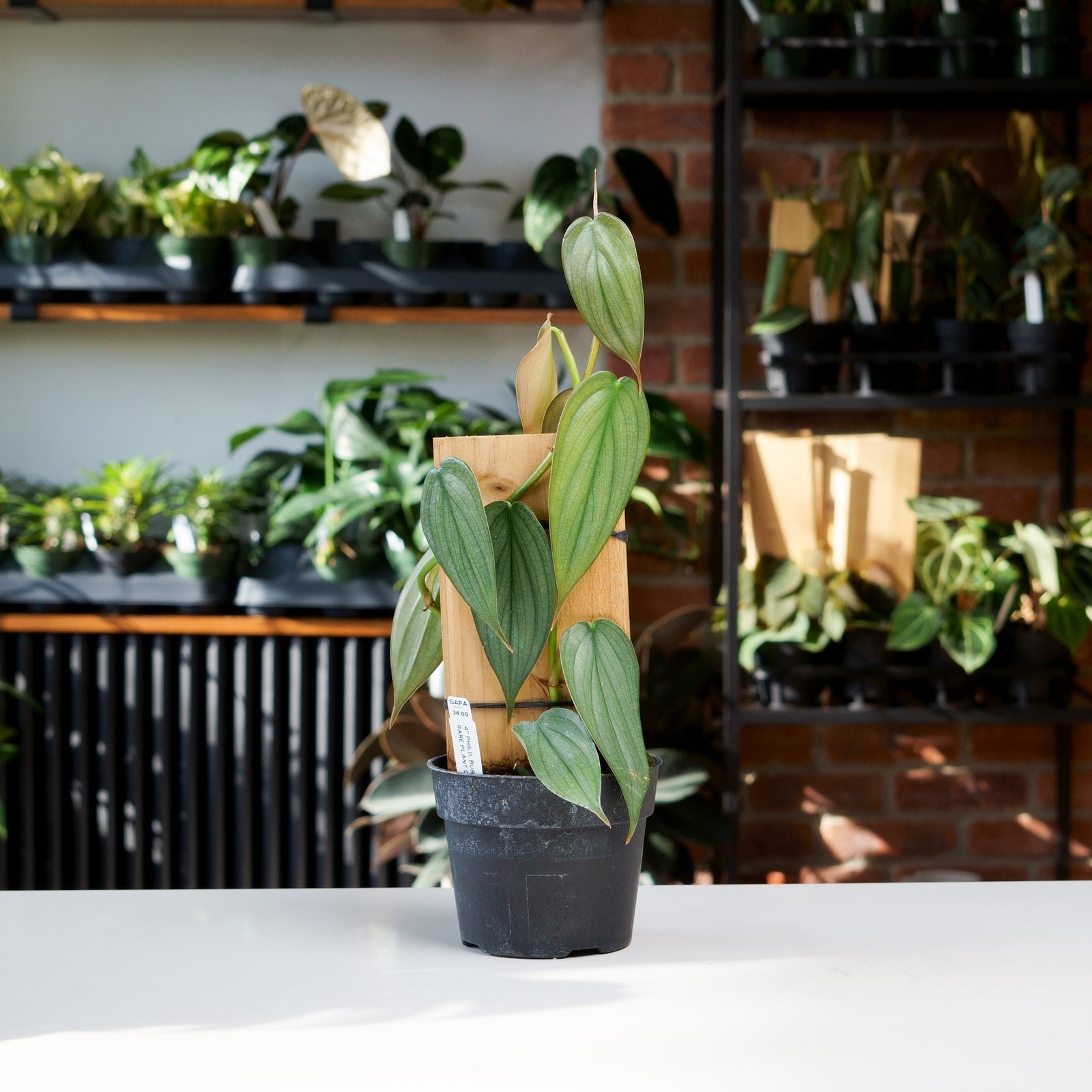 philodendron burle marx fantasy care Philodendron Burle Marx Fantasy – Safa Plant Co