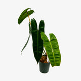 Philodendron Billietiae