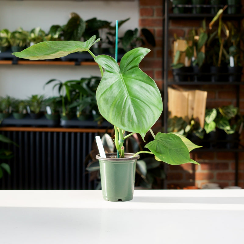 philodendron campos Philodendron Campo