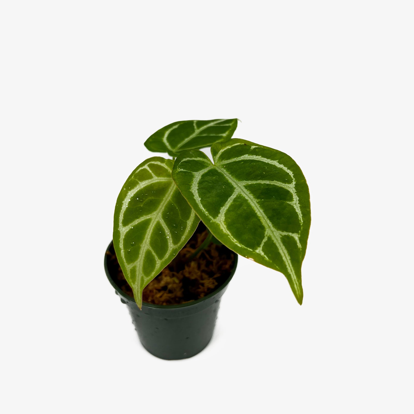 crystal hope anthurium Anthurium Crystal Hope x Crystallinum – Safa Plant Co