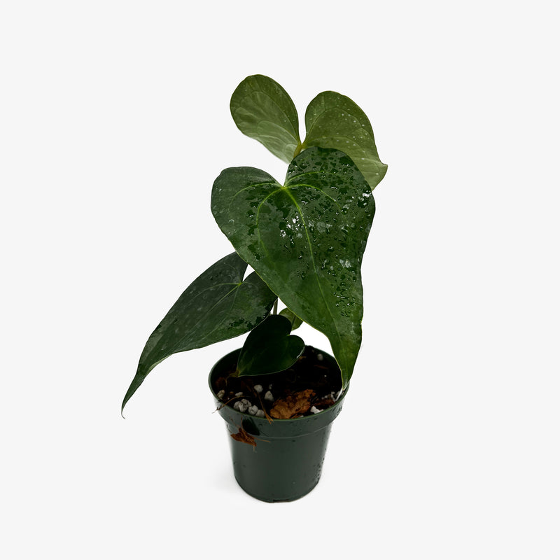 anthurium cla Anthurium Pterodactyl x Clarinervium