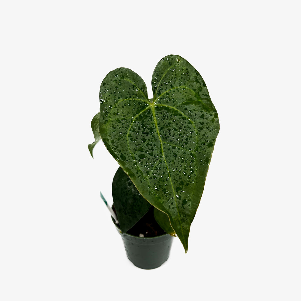anthurium cephalium artiodactyla Anthurium Pterodactyl x Clarinervium – Safa Plant Co