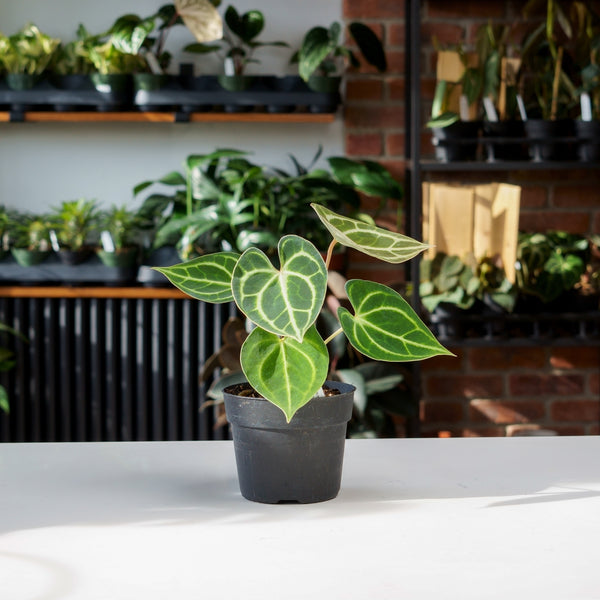 anthurium clarinervium mature Anthurium Clarinervium – Safa Plant Co