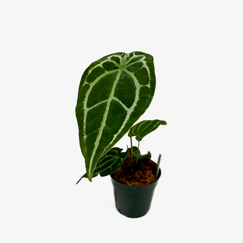 anthurium forgetii dark form care Anthurium Forgetti x Crystallinum Dark Form – Safa Plant Co