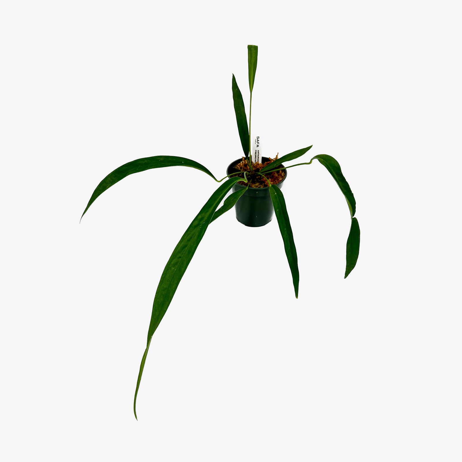 Anthurium Friedrichsthalii – Safa Plant Co
