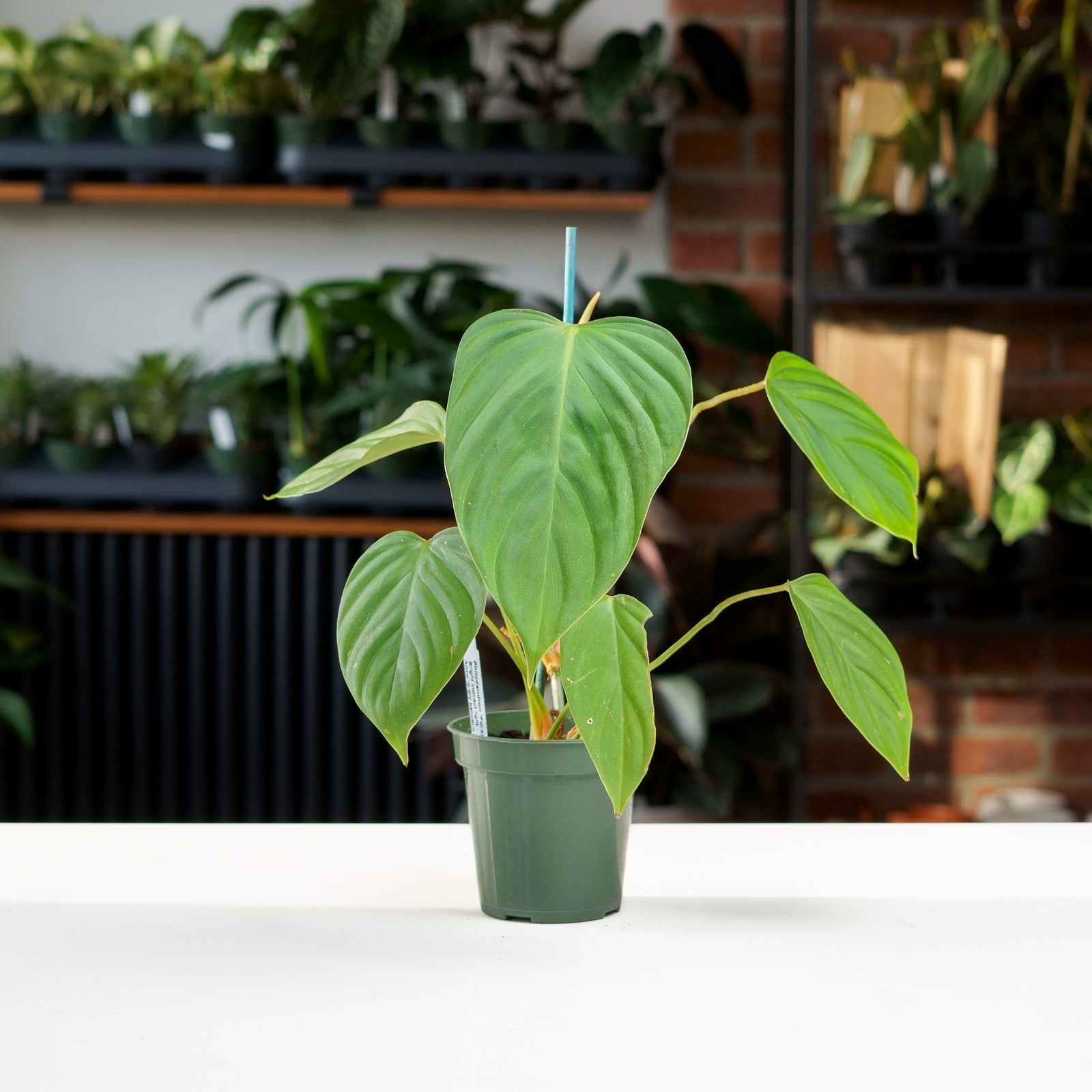 philodendron fuzzy petiole for sale Philodendron Fuzzy Petiole – Safa Plant Co