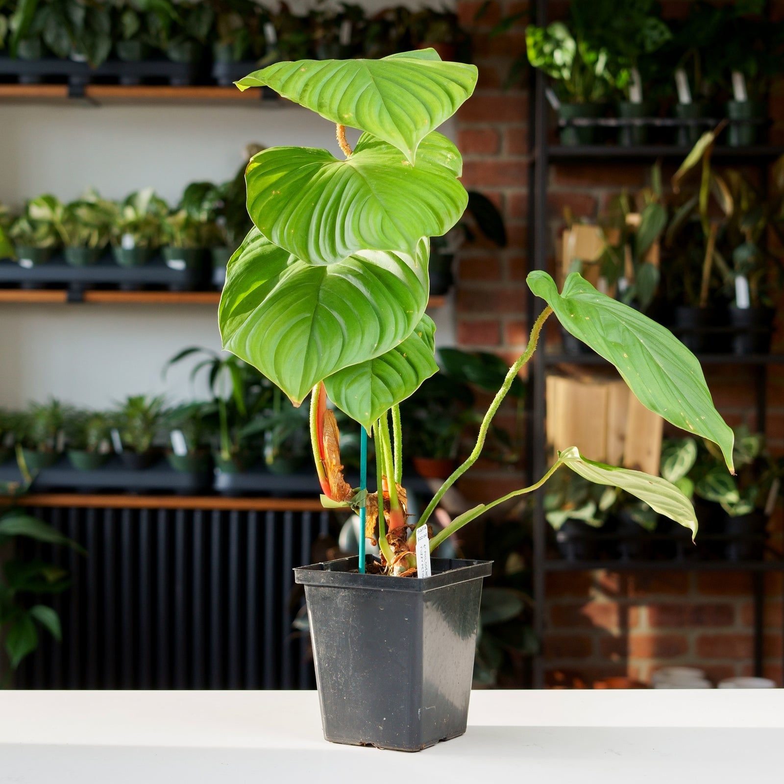 Philodendron Fuzzy Petiole – Safa Plant Co
