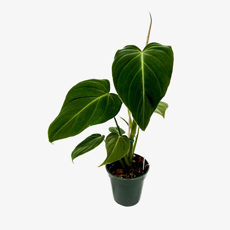 philodendron glori Philodendron Glorious – Safa Plant Co