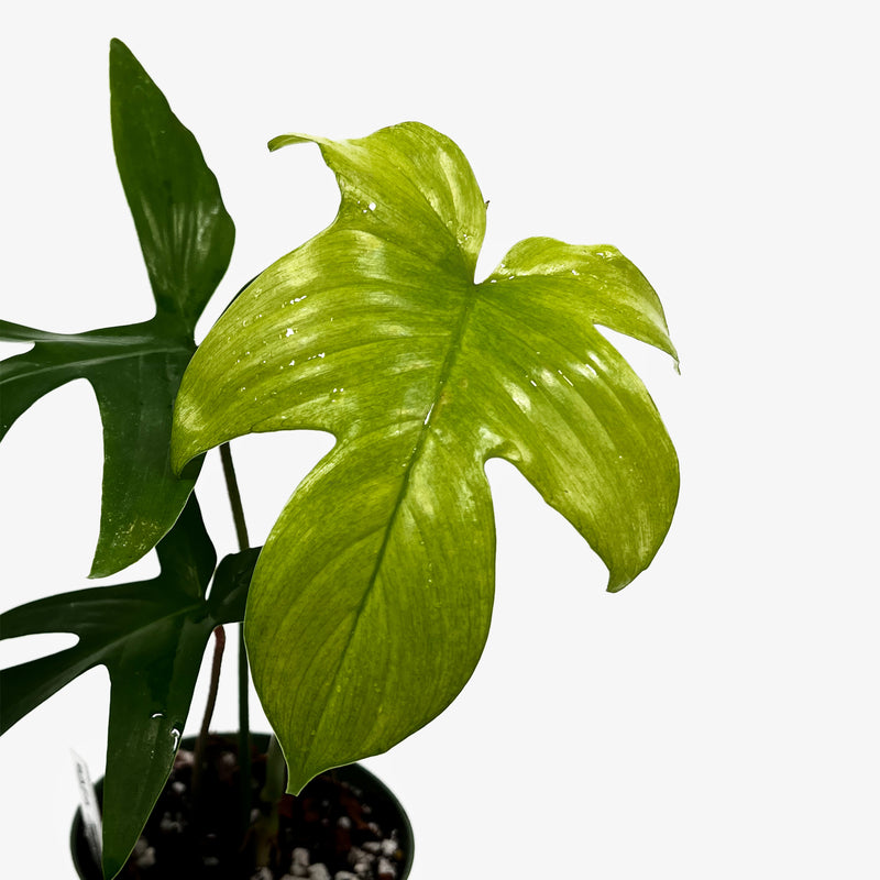 philodendron florida ghost hybrid Philodendron Florida Ghost – Safa Plant Co