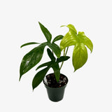 Philodendron Florida Ghost