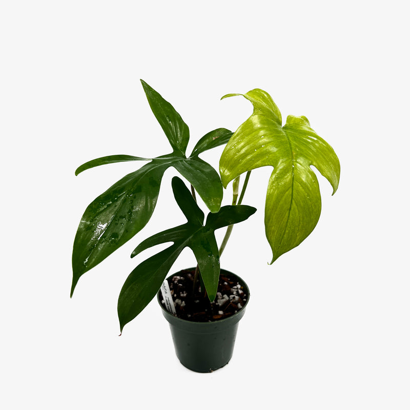 philodendron florida green vs ghost Philodendron Florida Ghost – Safa Plant Co