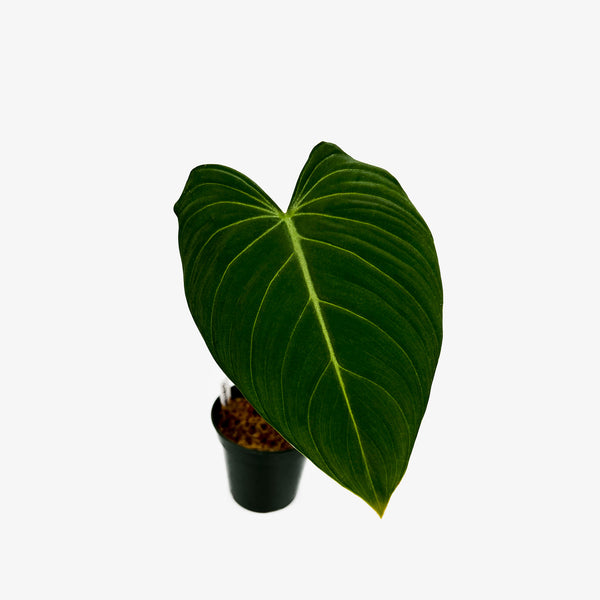 philodendron gloriosum cutting Philodendron Glorious Cuttings – Safa Plant Co