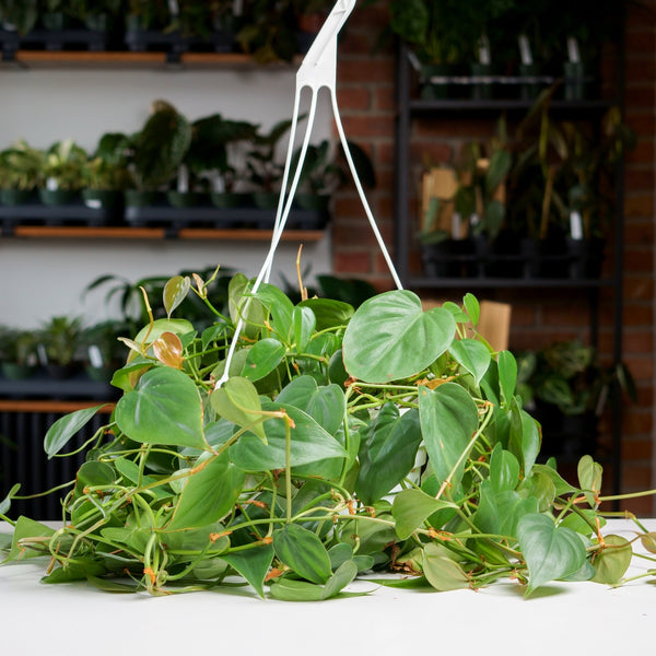 where to buy heartleaf philodendron Philodendron Heart Leaf – Safa Plant Co