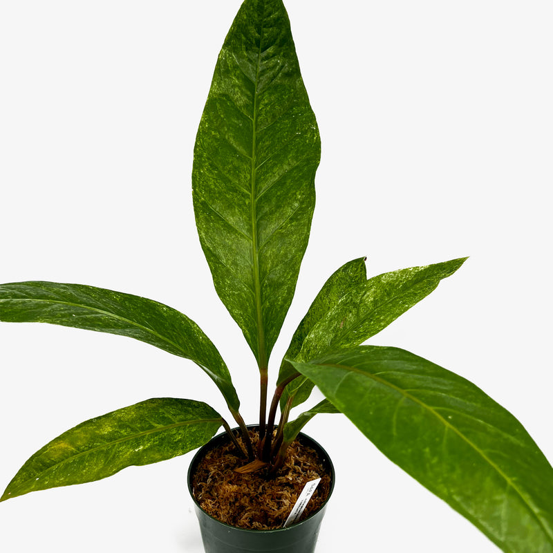 anthurium hookeri variegata Anthurium Hookeri Variegated