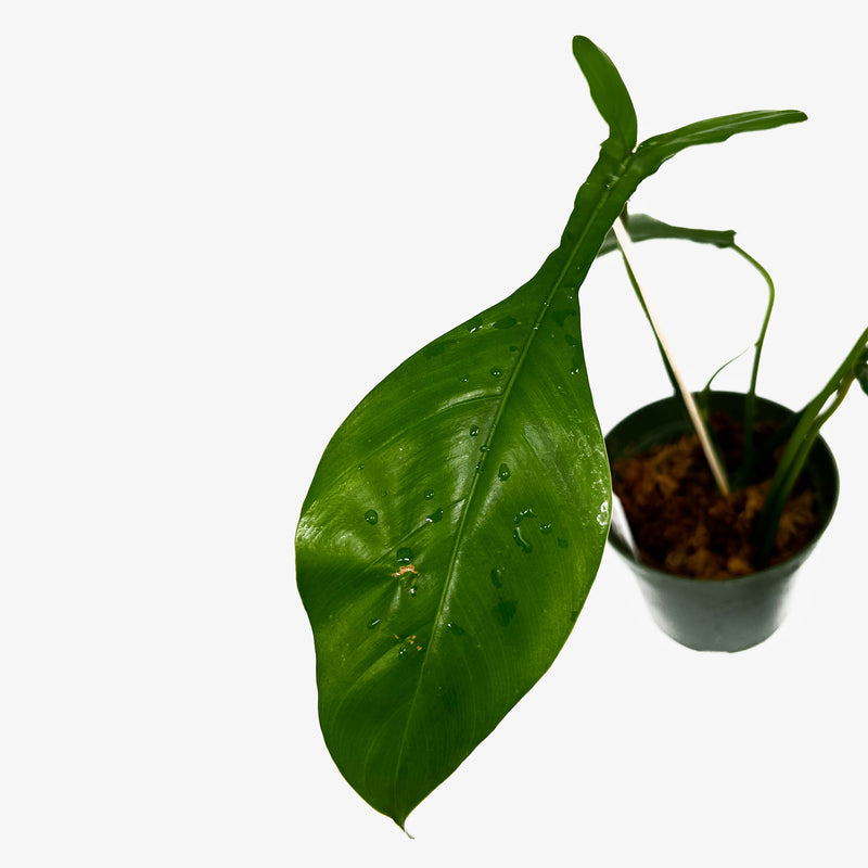 philodendron joepii seeds Philodendron Joepii – Safa Plant Co