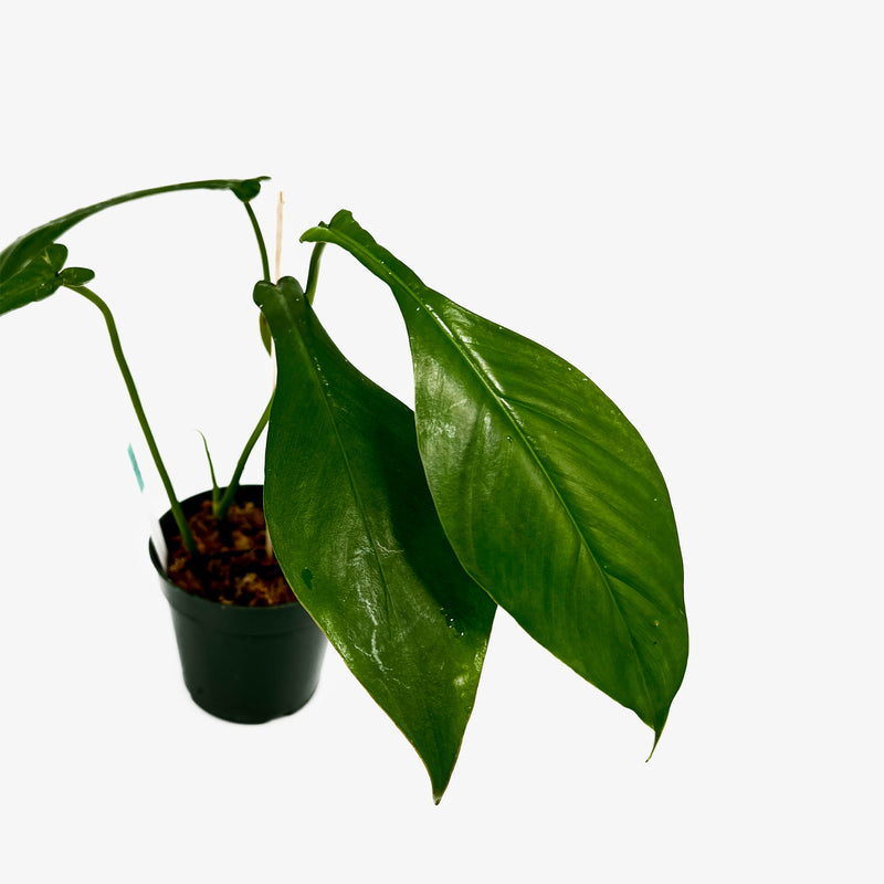 philodendron joepii mature Philodendron Joepii – Safa Plant Co