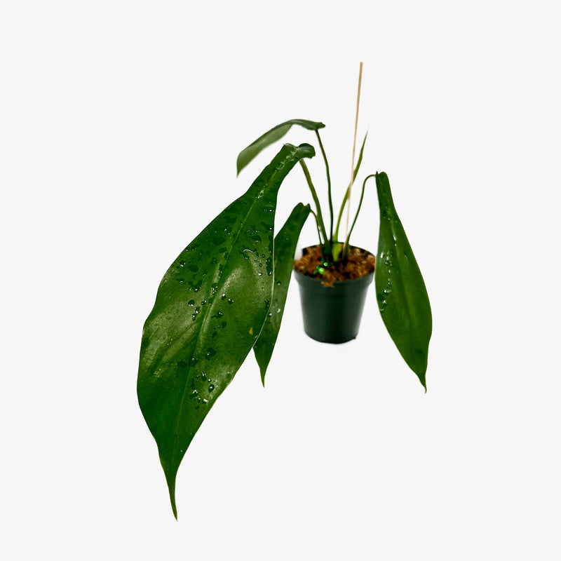 philodendron joepii mature Philodendron Joepii – Safa Plant Co